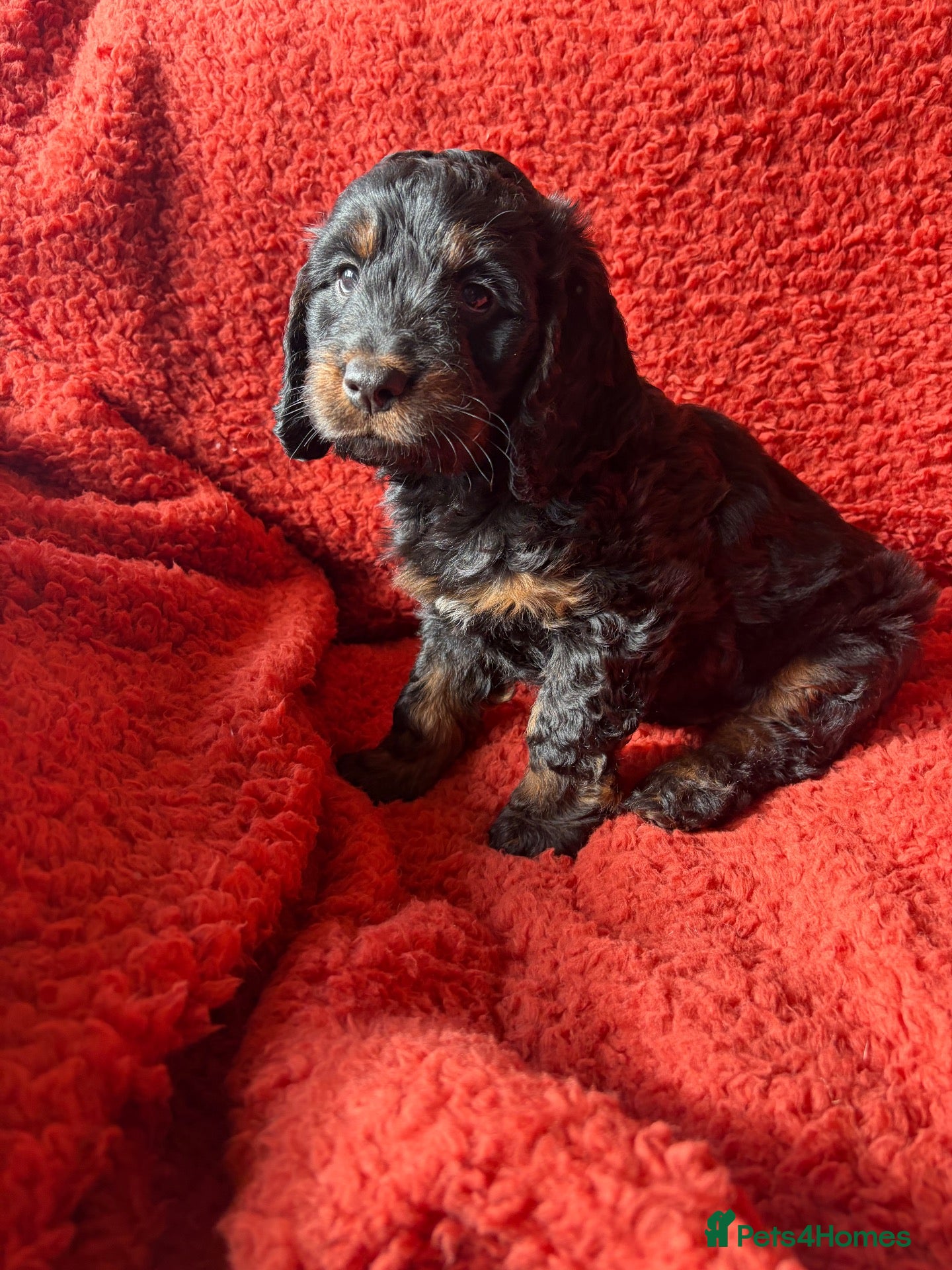 Cockapoo dogs 5 beautiful cockapoos ready now  - Advert 1
