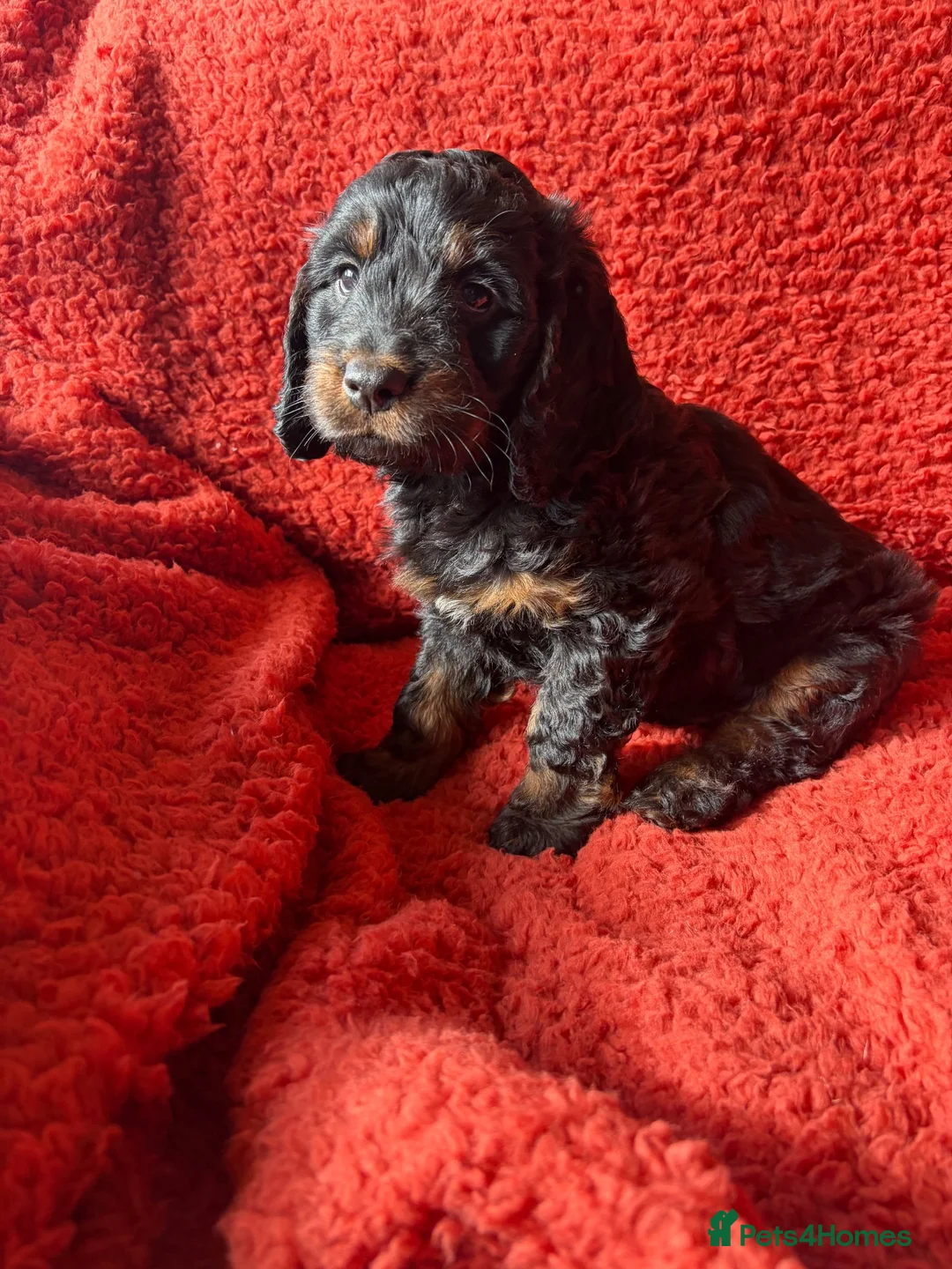 Cockapoo dogs for sale: 5 beautiful cockapoos ready now  in Stafford - Advert 1