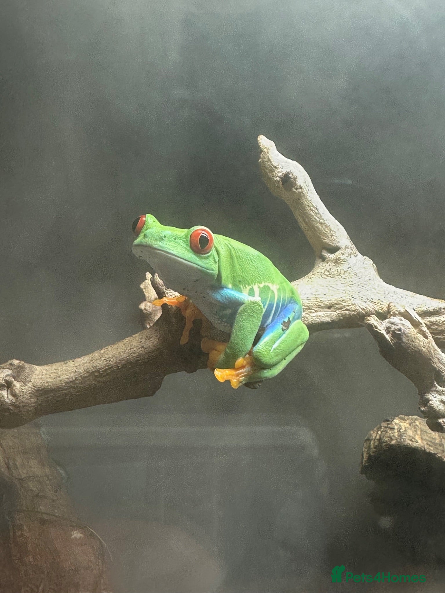 Frog reptiles Red Eyed Tree Frog - Advert 5