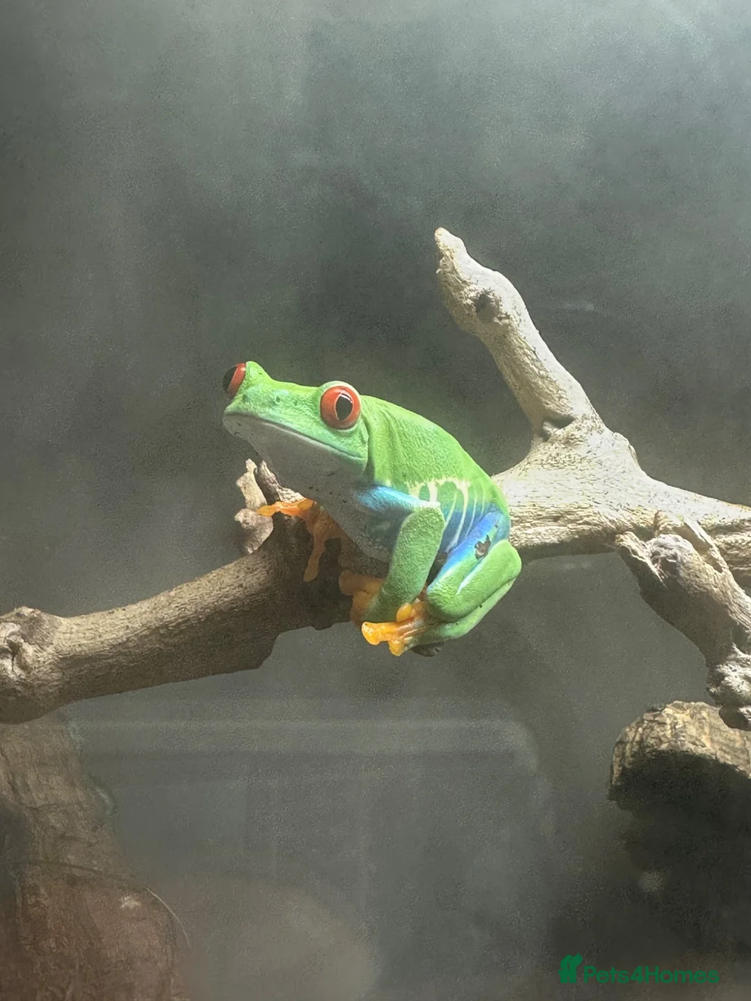 Frog reptiles for sale: Red Eyed Tree Frog in Harrogate - Advert 1