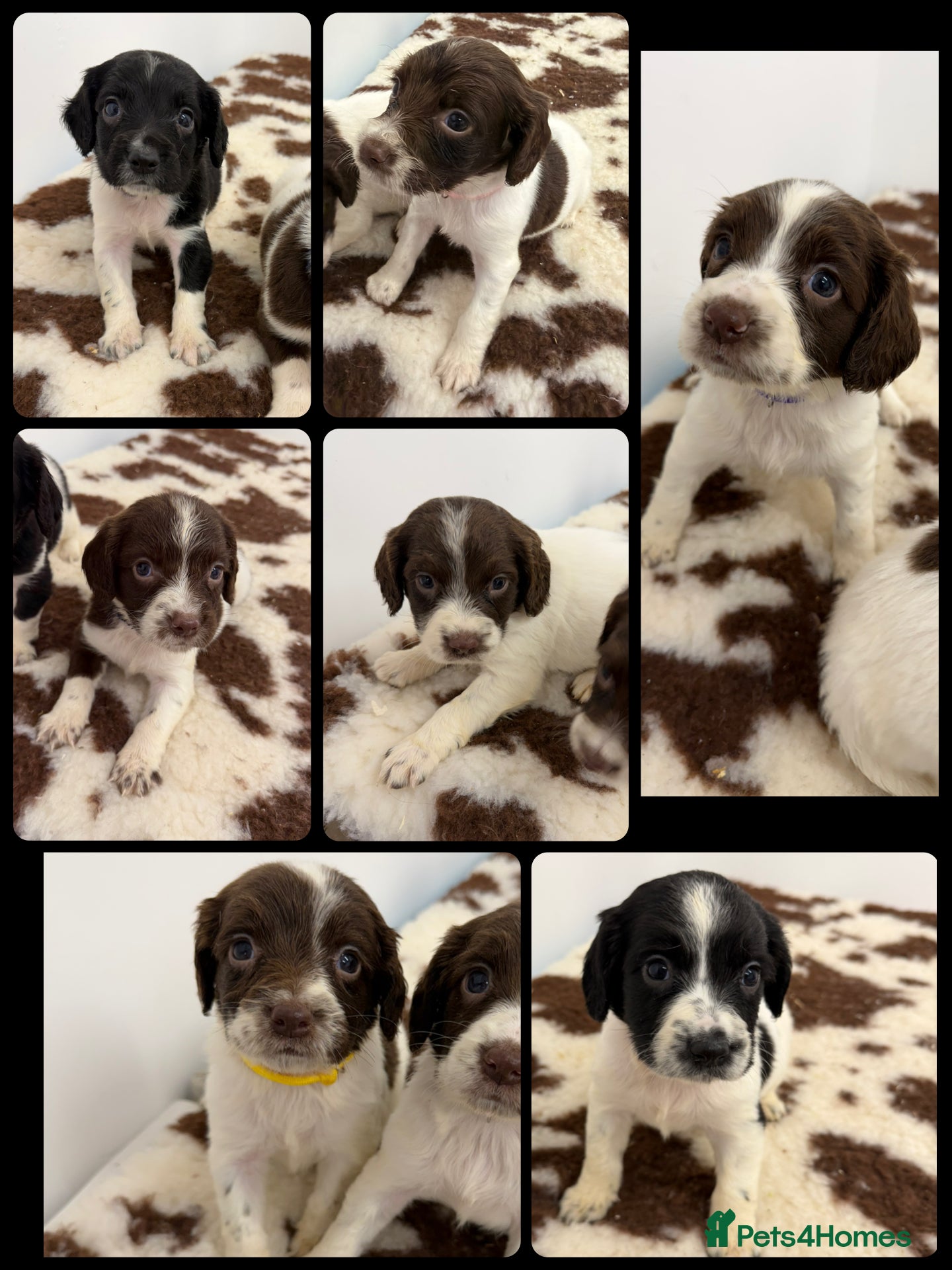 English Springer Spaniel dogs KC Registered English Springer Spaniel Pups - Advert 1