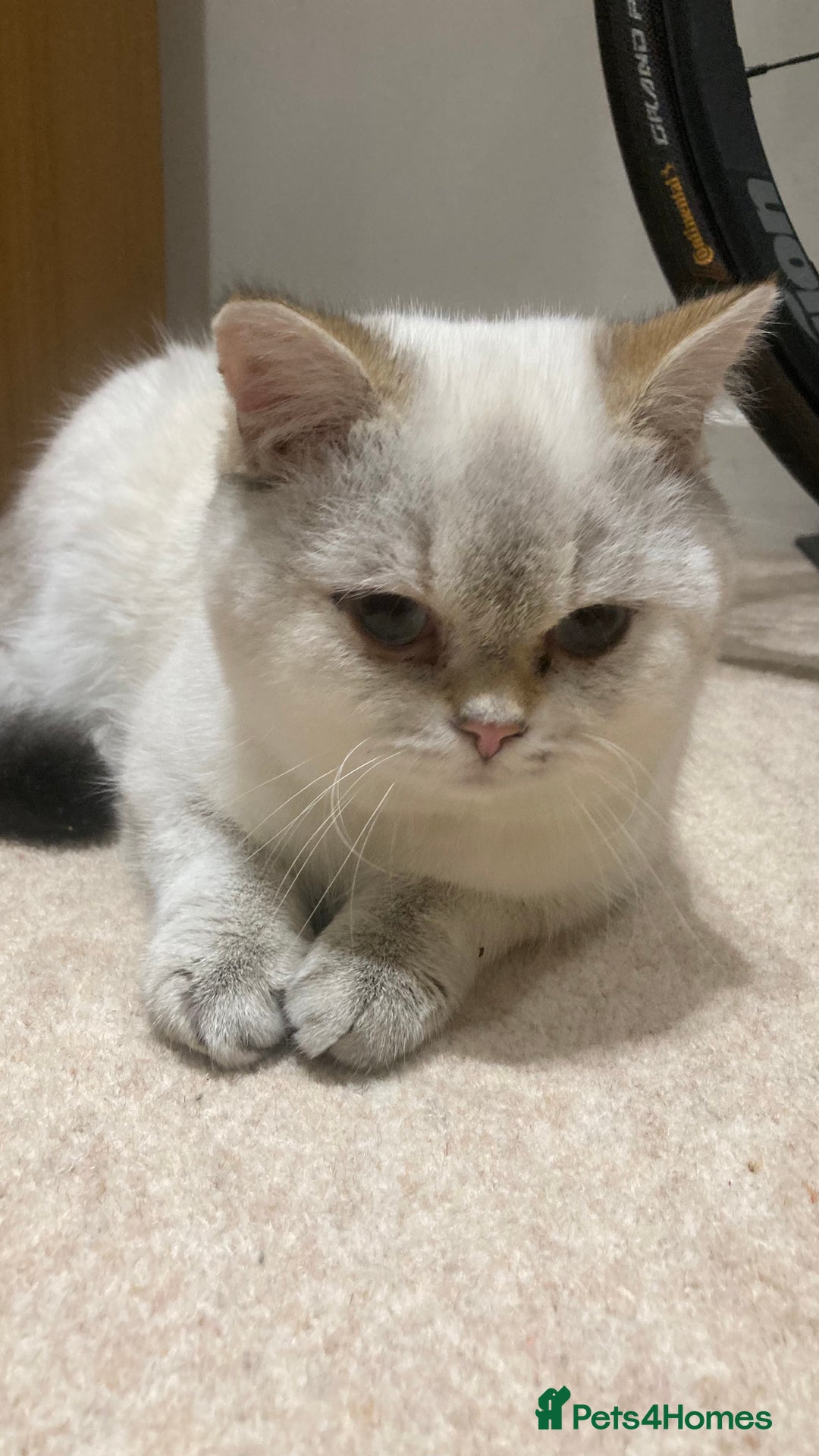 British Shorthair cats for sale: Beautiful British Shorthair Boy - Advert 2