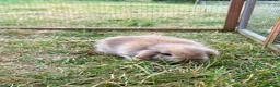 Mixed Breed rabbits for sale: Baby bunnies  in Boston - Advert 5
