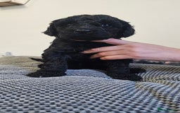 Standard Poodle dogs for sale: KC standard poodle for sale ! - Image 2
