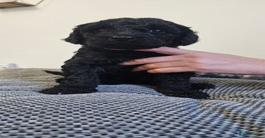 Standard Poodle dogs - Advert 16