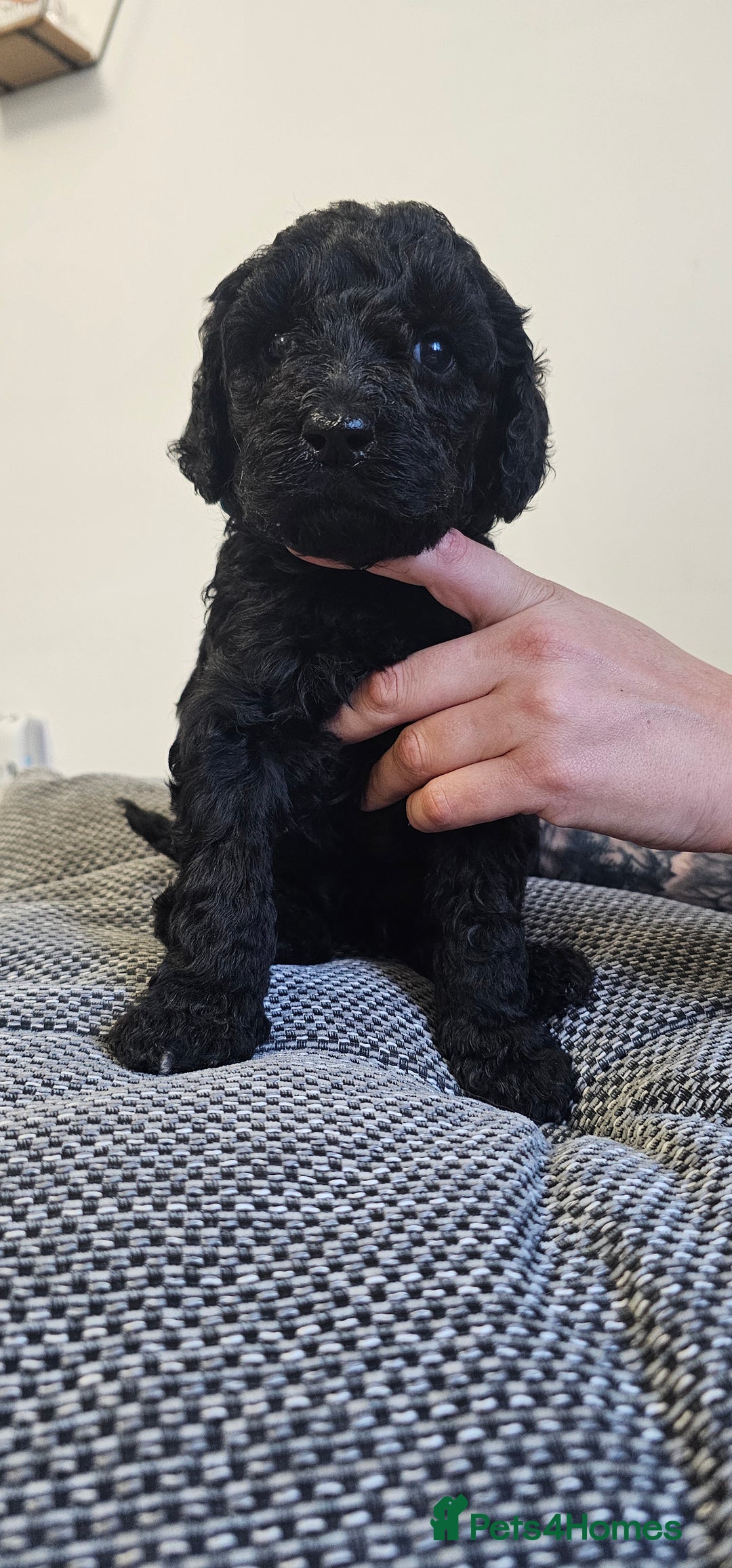 Standard Poodle dogs for sale: KC standard poodle for sale ! - Image 2