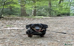 Miniature Dachshund dogs for sale: Energetic 2 year old minature dachshund  - Image 1