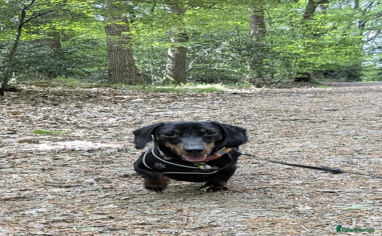 Miniature Dachshund dogs - Advert 1