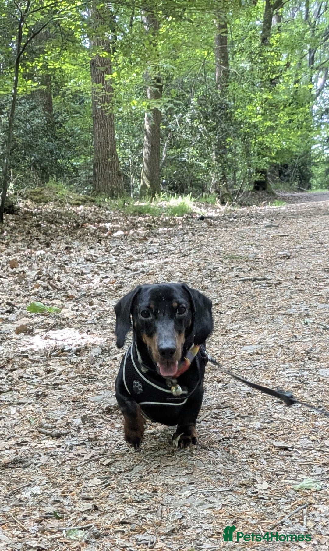 Miniature Dachshund dogs for sale: Energetic 2 year old minature dachshund  - Image 1