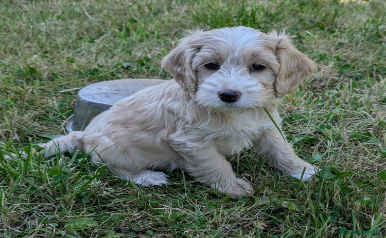 Cockapoo dogs in Rugby - Advert 1