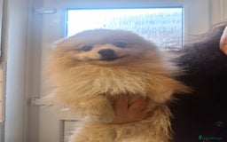 Pomeranian dogs for sale: 10 month old male pomeranian  - Image 2