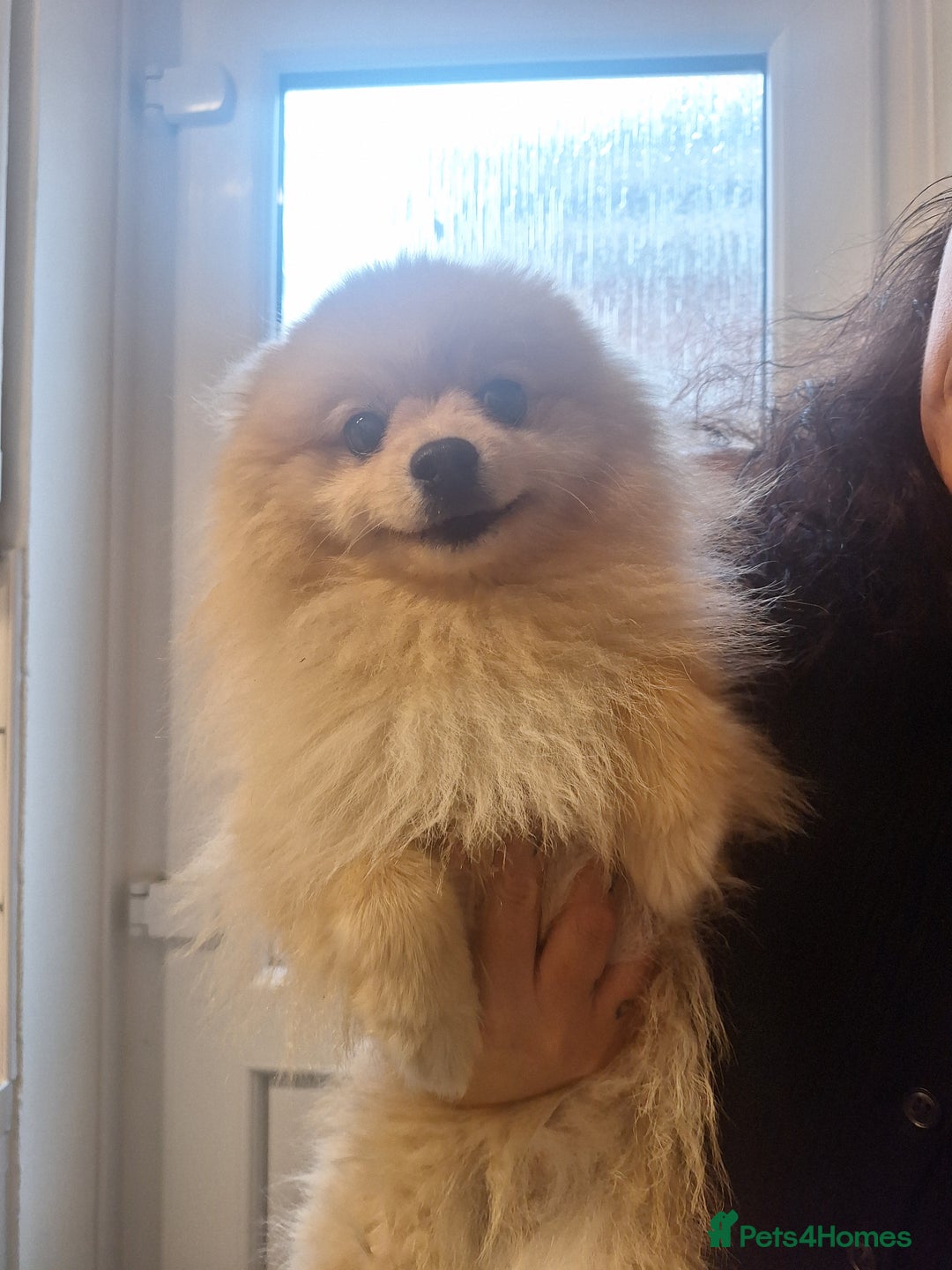 Pomeranian dogs for sale: 10 month old male pomeranian  - Image 2