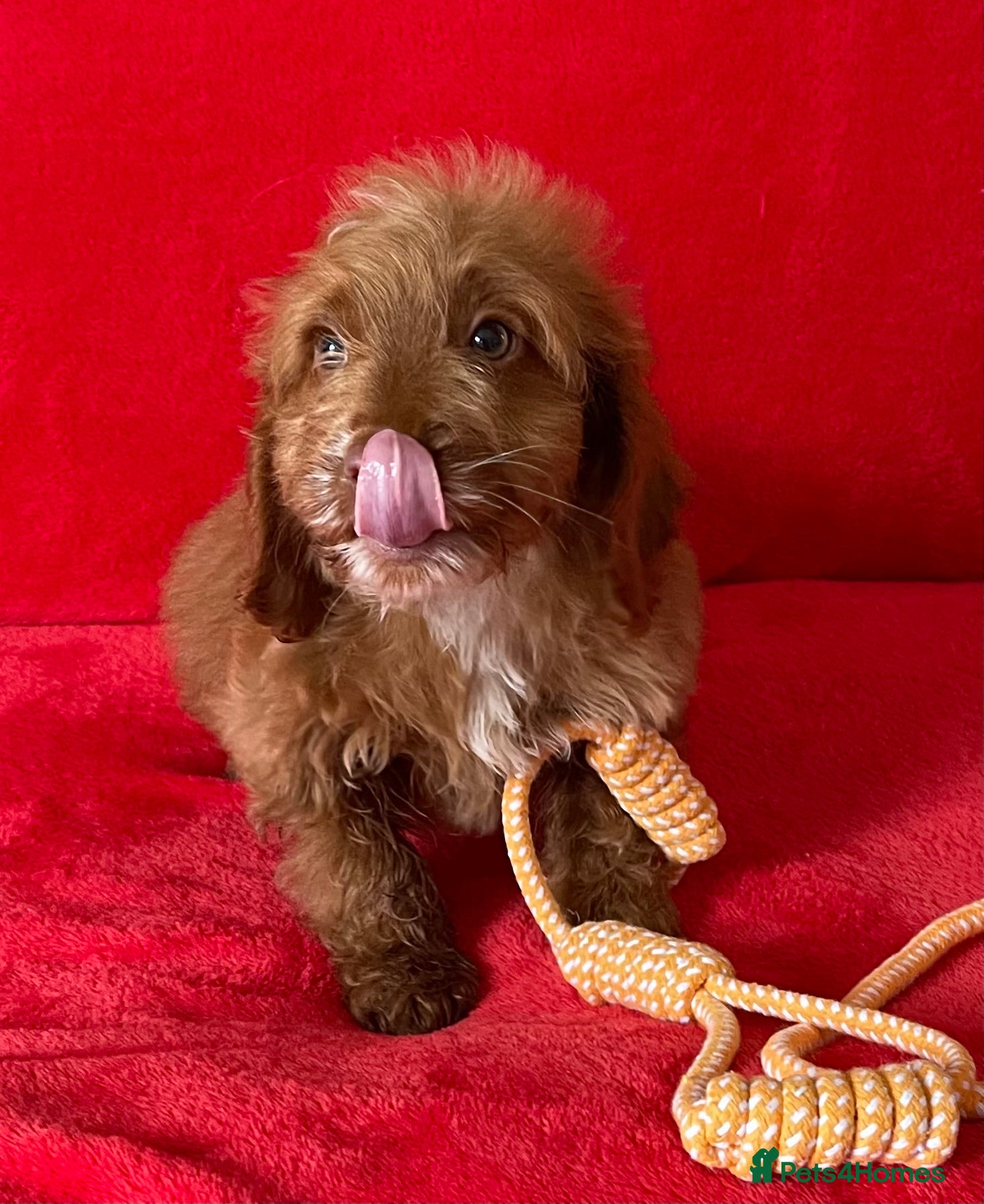 Cockapoo dogs Beautiful F1 cockerpoo pups NOW READY - Advert 2