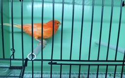 Canaries birds for sale: Canaries  - Image 22