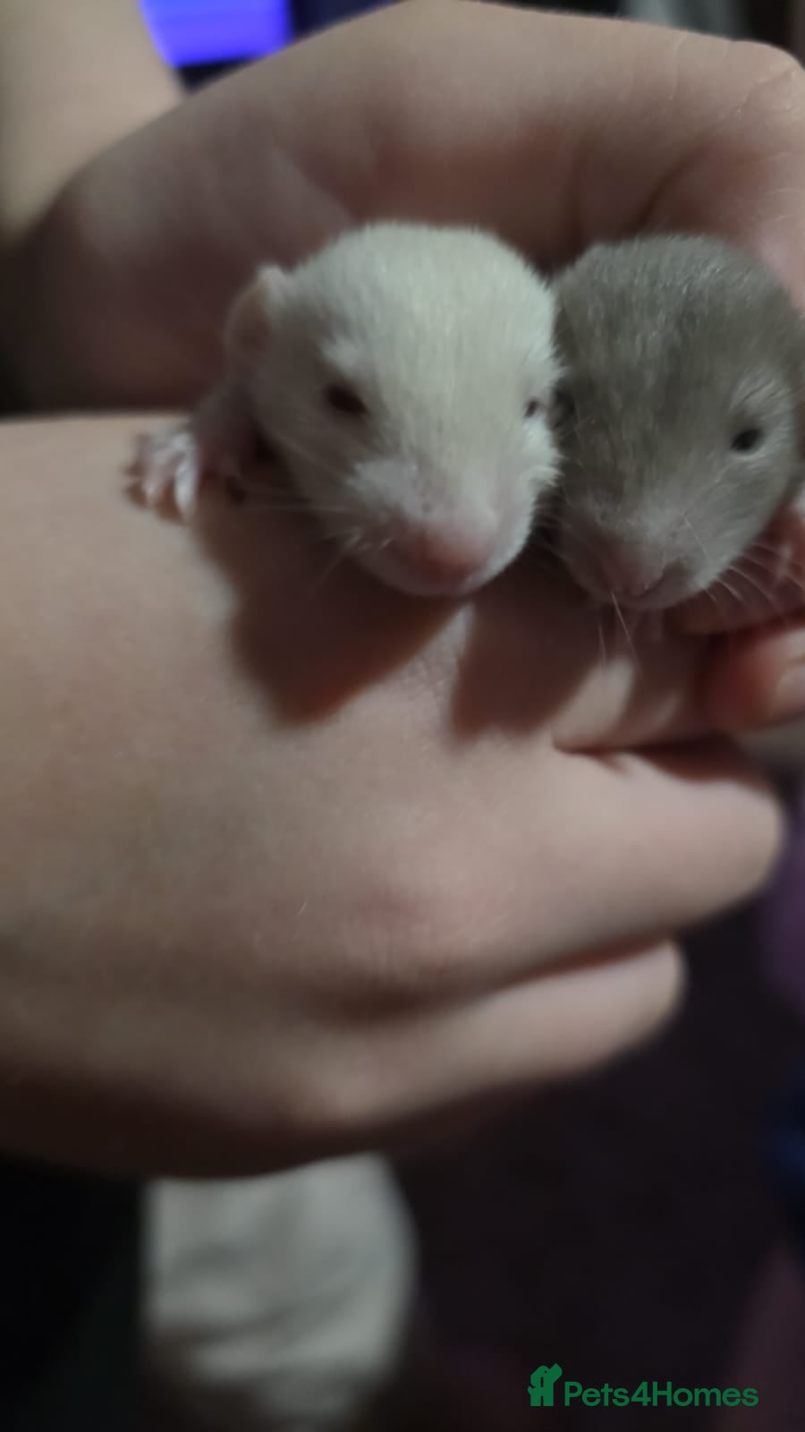 Rat rodents Beautiful rats  - Advert 2