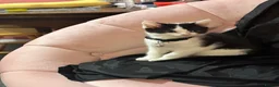 American Shorthair cats for sale: Oreo American Shorthair  - Advert 2