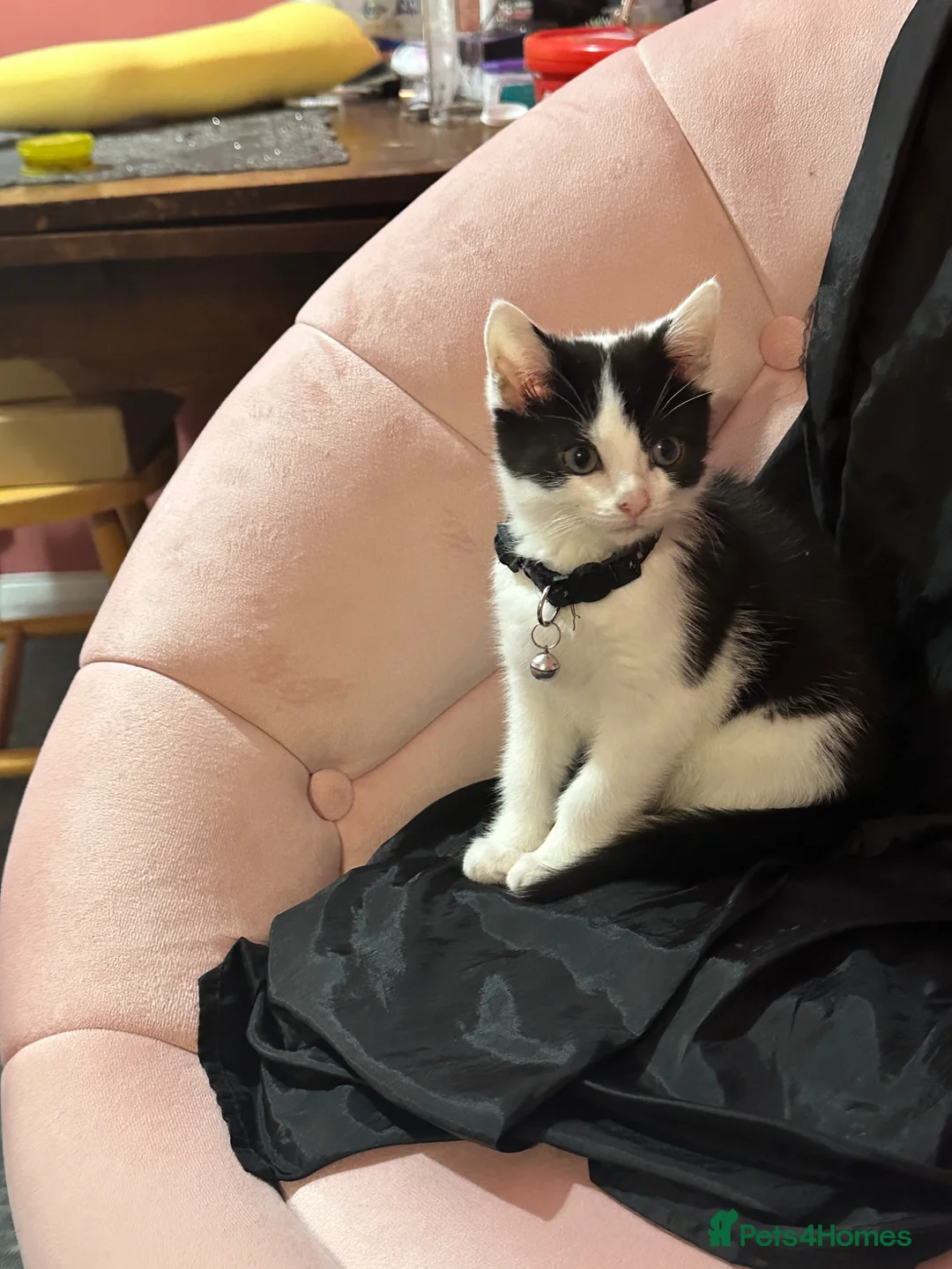 American Shorthair cats for sale: Oreo American Shorthair  - Advert 2