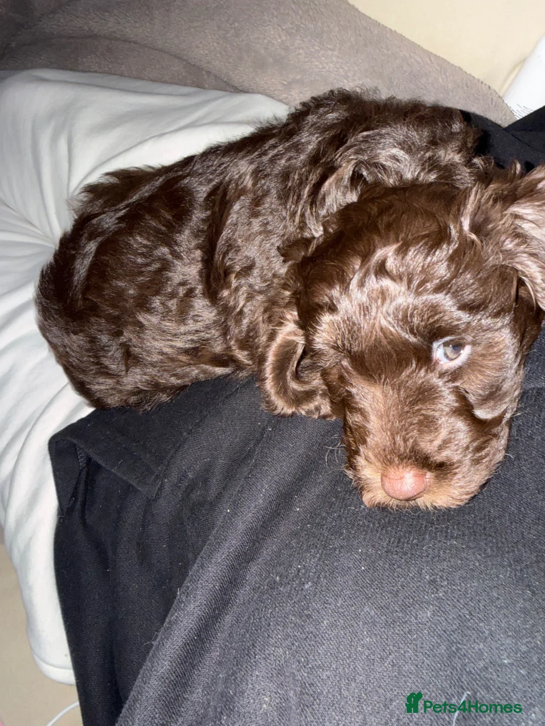 Cockapoo dogs for sale: F1 chocolate cockapoo  - Advert 1