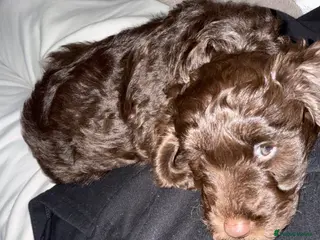 Cockapoo dogs F1 chocolate cockapoo - Advert 10