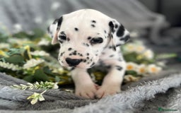 Dalmatian dogs for sale:  Just 2 full hearing puppies by champion parents  - Image 1