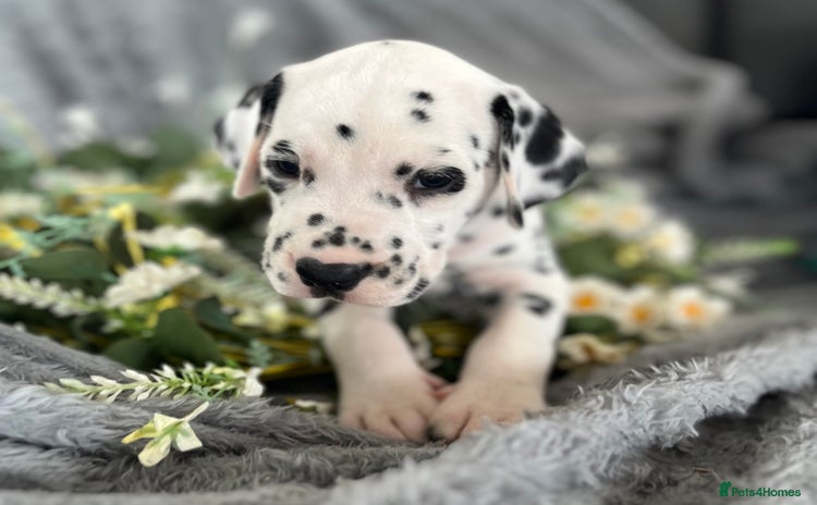 Dalmatian dogs - Advert 4