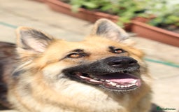German Shepherd dogs for sale: Adorable GSD pups, straight back line, KC reg - Image 16
