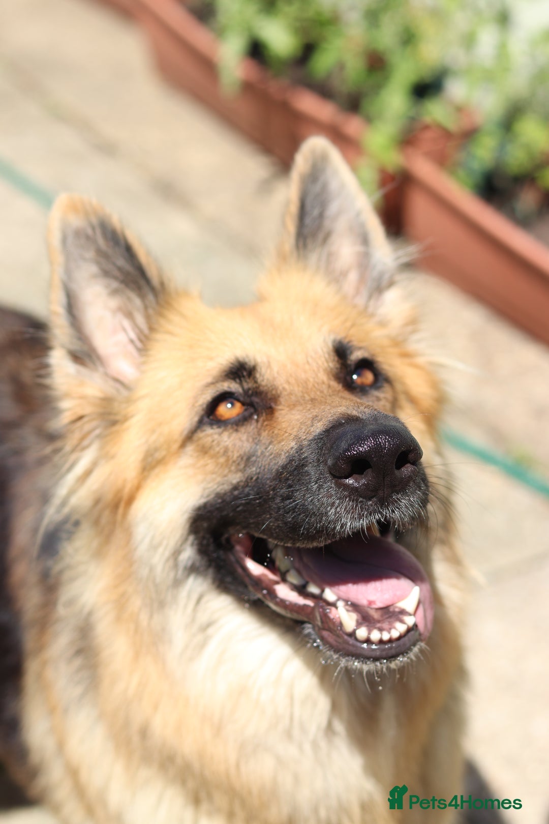 German Shepherd dogs for sale: Adorable GSD pups, straight back line, KC reg - Image 16