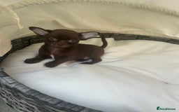 Chihuahua dogs for sale: Beautiful chocolate Chihuahua boys - Image 7
