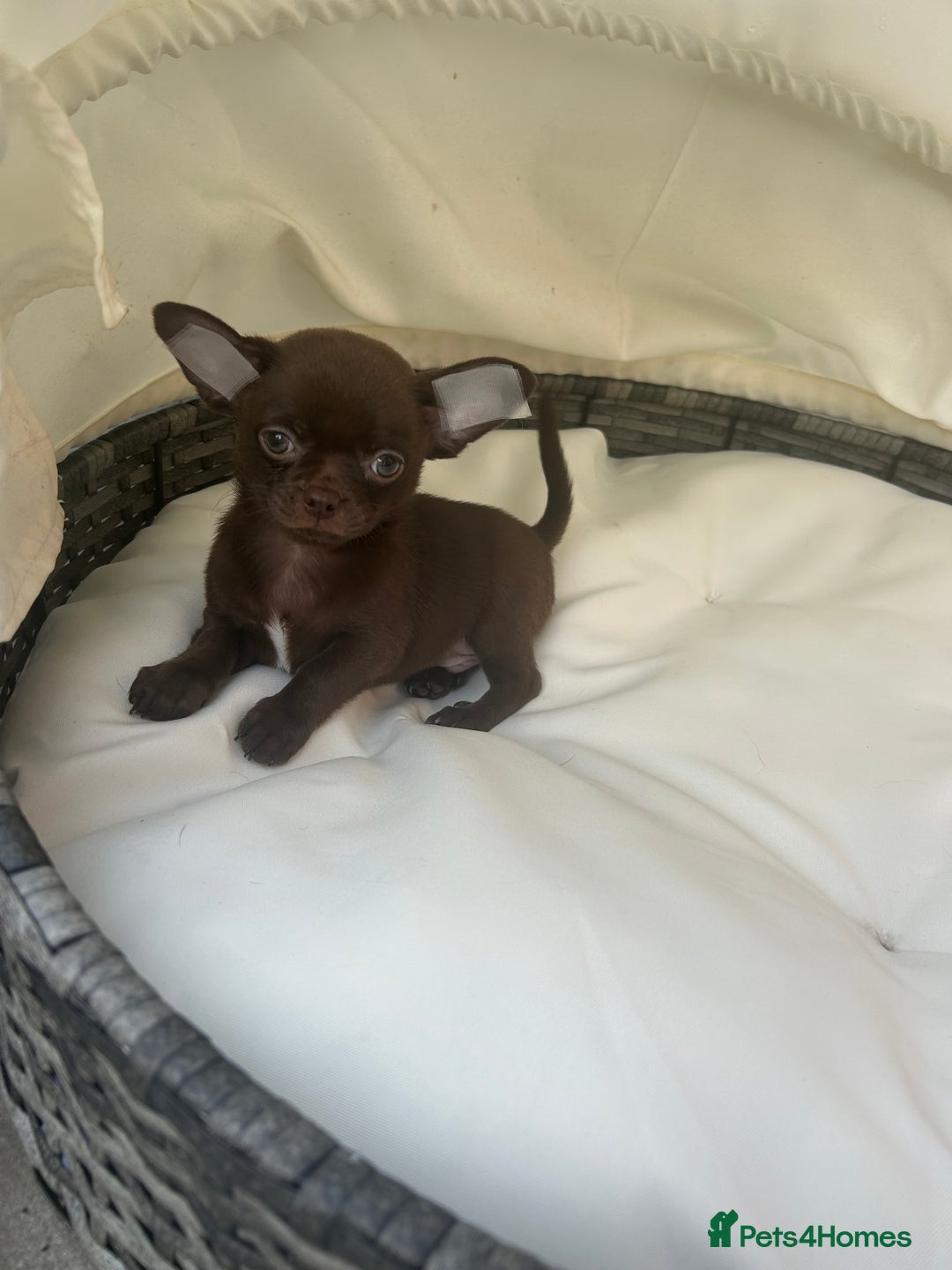 Chihuahua dogs for sale: Beautiful chocolate Chihuahua boys - Image 7