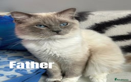 Ragdoll cats for sale: Beautiful Ragdoll kittens - Image 13