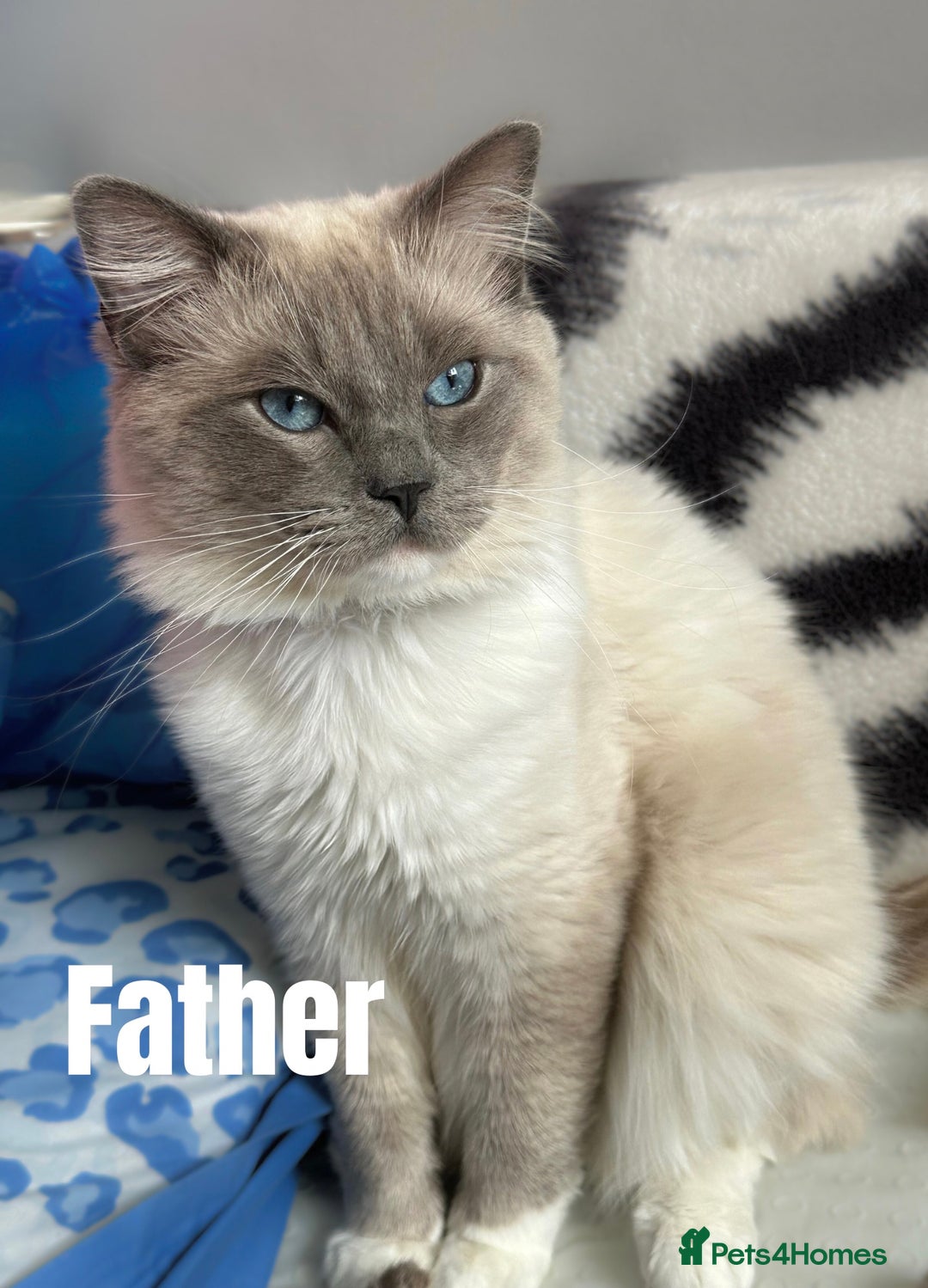 Ragdoll cats for sale: Beautiful Ragdoll kittens - Image 13