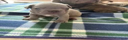 French Bulldog dogs for sale: Only 2 stunning blue French bulldog boys left  - Advert 12