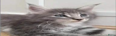 Maine Coon 1