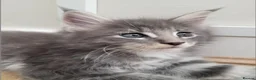 Maine Coon cats for sale: Beautiful Maine Coon Kittens – Ready at 11 Weeks!  - Advert 3