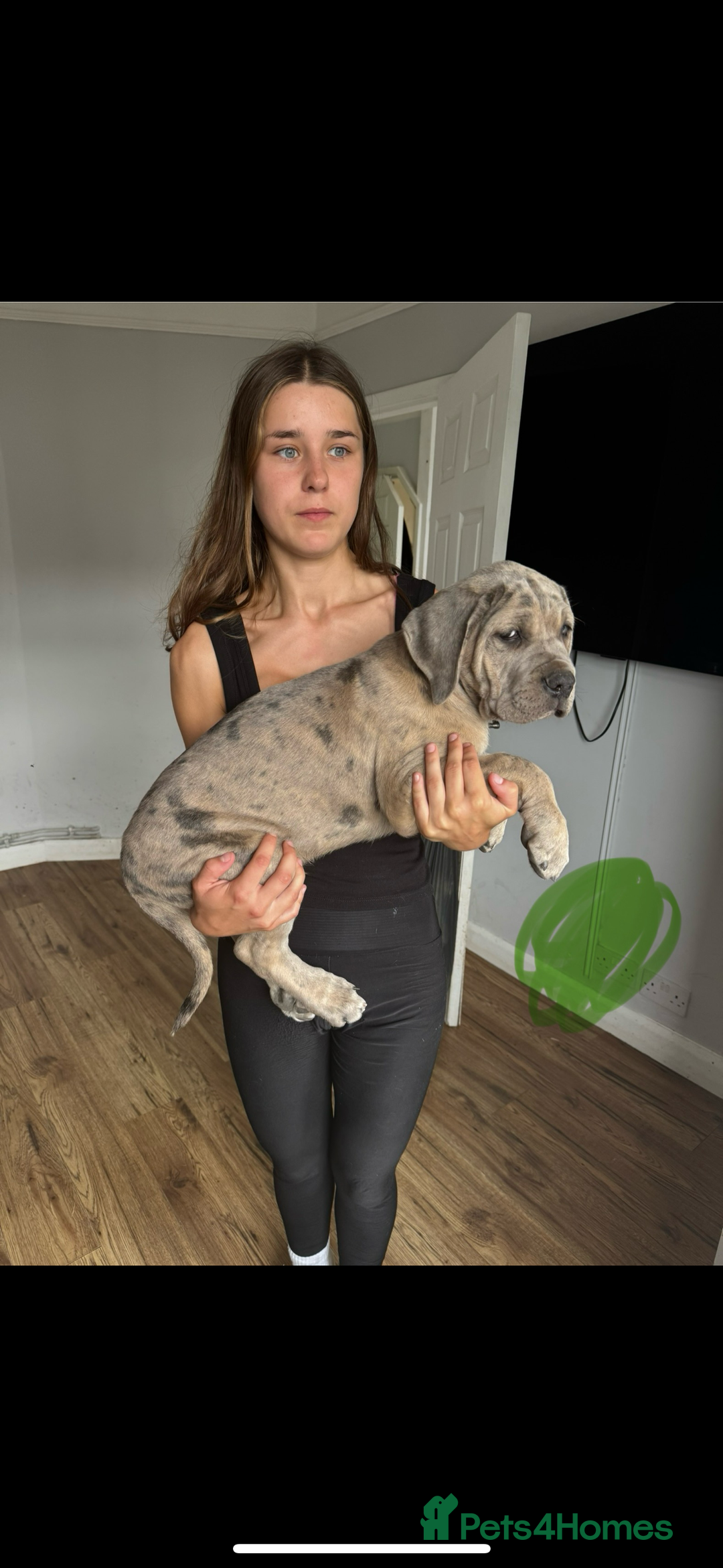 Mixed Breed dogs for sale: TRI MERLE CANE CORSO PUPPIES FOR SALE - Image 32