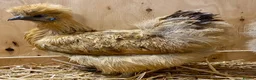 Chickens poultry for sale: Silkie  - Advert 22