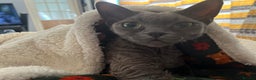 Devon Rex cats for sale: Female devon rex needs new home - Advert 7