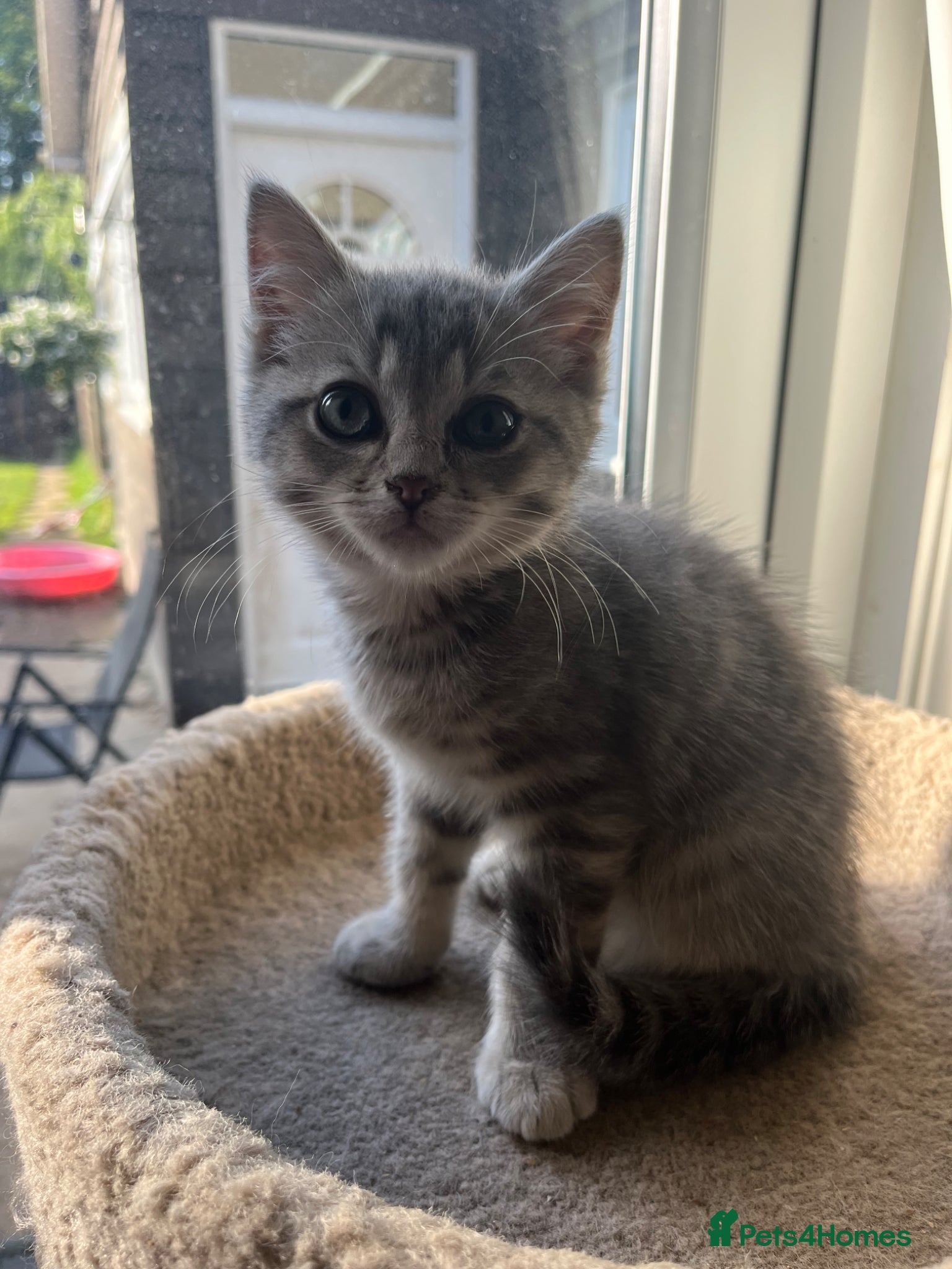Ragdoll cats Gorgeous ragdollX Bsh kittens LAST BOY  - Advert 15