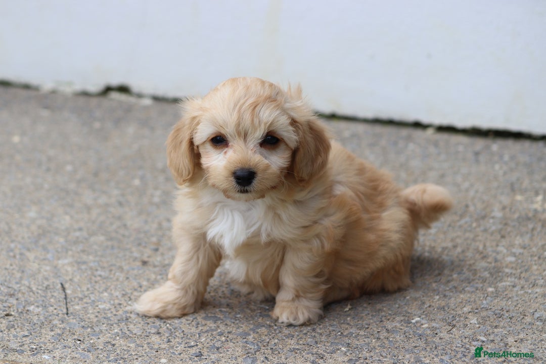 Cavapoochon dogs for sale: Beautiful Cavapoochon boy for sale - Image 19