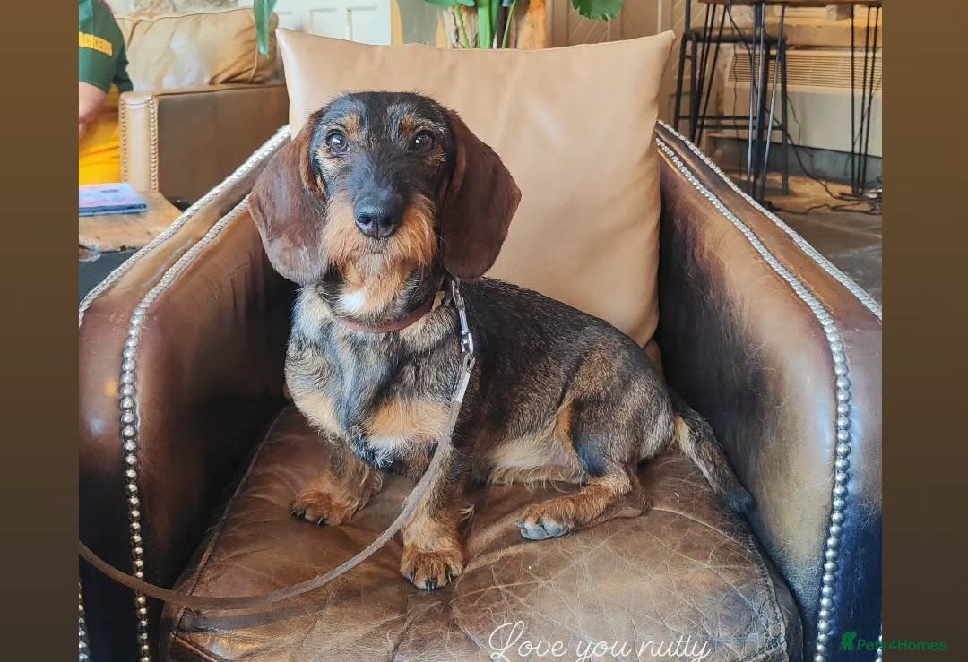 Dachshund dogs for sale: Wirehaired dachshund pending  - Image 2