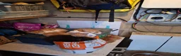 Mixed Breed cats for sale: Kittens - Mixed Litter in Hounslow - Advert 11