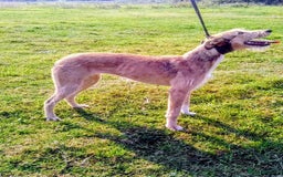 Lurcher dogs for sale: Lurcher puppies  - Image 5