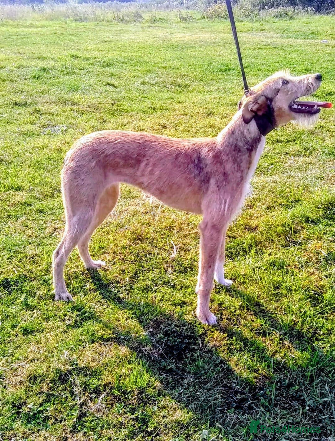 Lurcher dogs for sale: Lurcher puppies  - Image 5