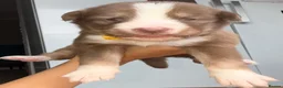 Mixed Breed dogs for sale: Labradoodle × Siberian Husky Puppies - Advert 5