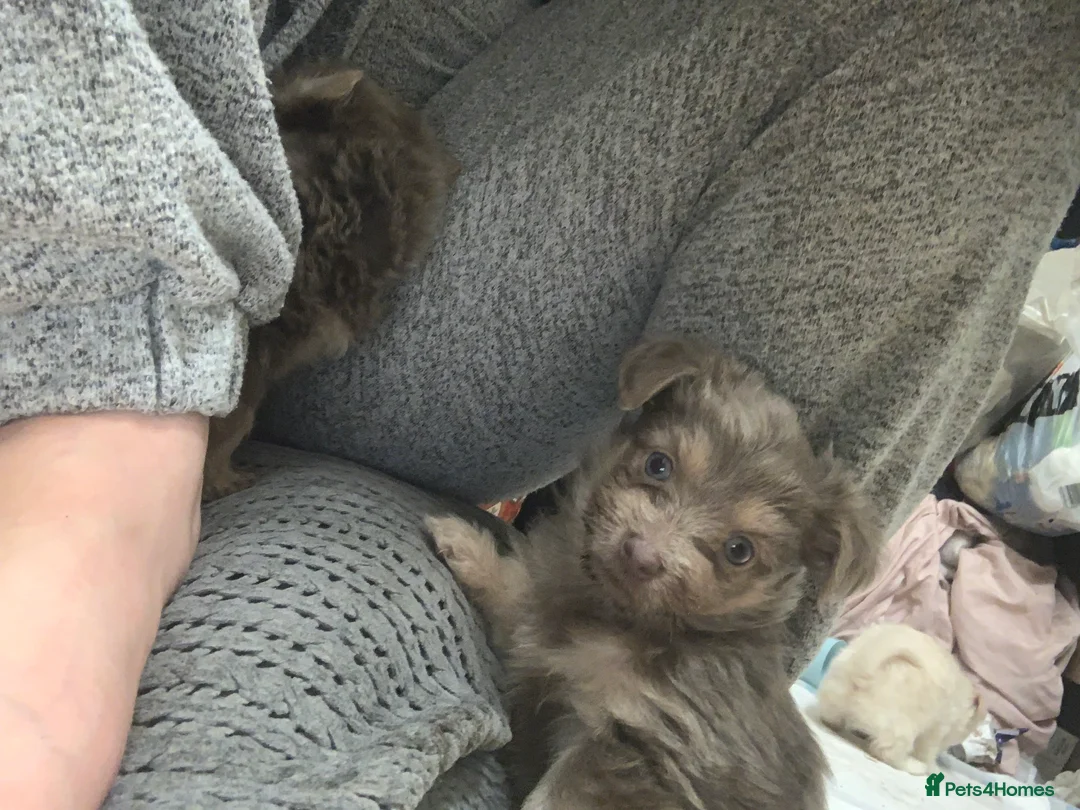 Mixed Breed dogs for sale: Shorkie Cross Chihuahuas - Advert 9