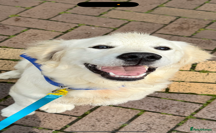 Golden Retriever dogs - Advert 9