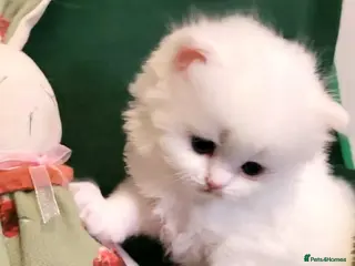 British Longhair cats British Longhair and Shorthair. Pure white & tabby - Advert 2