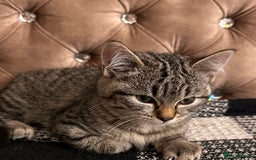 Mixed Breed cats for sale: Female mixed tabby  - Image 4
