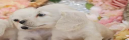 Miniature Dachshund dogs for sale: KC Cream Longhair Miniature Dachshund Puppies - Advert 10