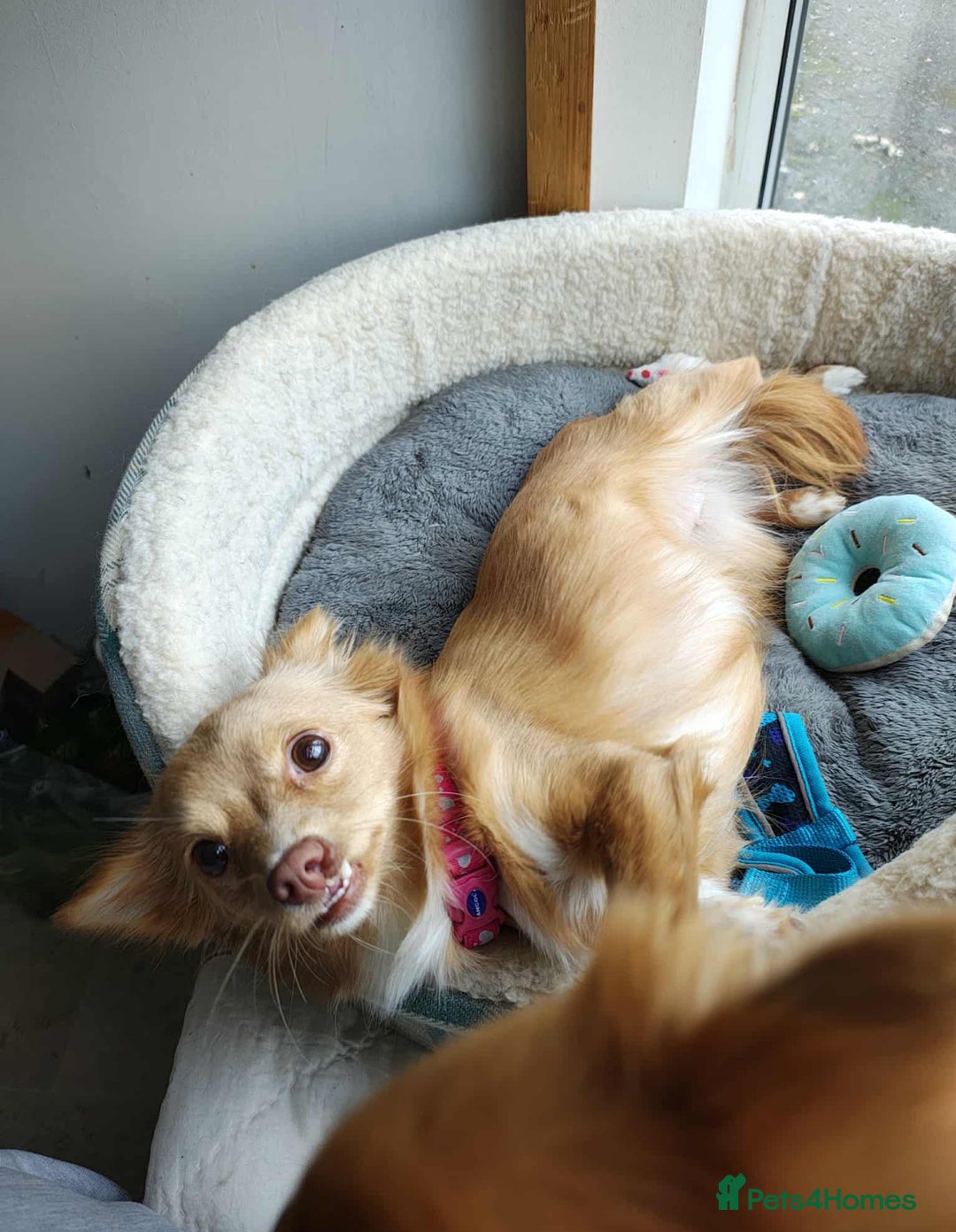 Chihuahua dogs for adoption: Please help our chihuahua mix girls  - Image 1